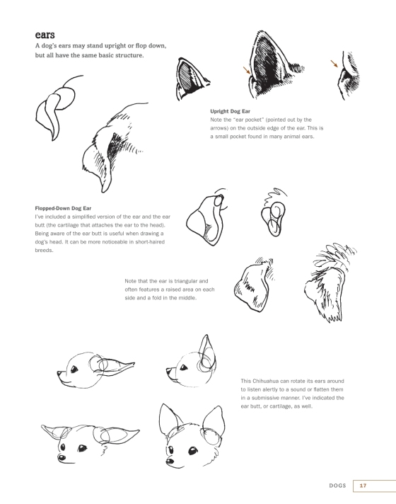 Artist'S Guide To Drawing World Wildlife : Essential Step-By-Step Less –  CMYK Bookstore
