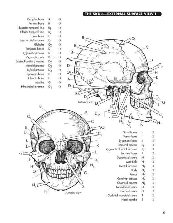 Anatomy Coloring Workbook, 4th Edition – Author The Princeton Review ...